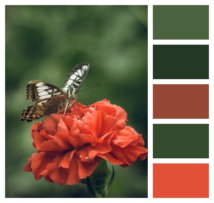 Marbled White Butterfly Red Flower Pollination Image